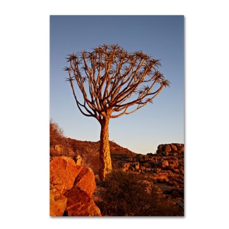 Robert Harding Picture Library 'Tall Tree' Canvas Art,16x24